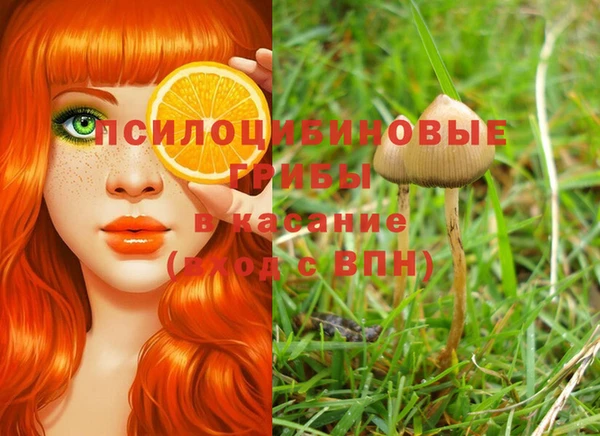 PSILOCYBIN Армянск